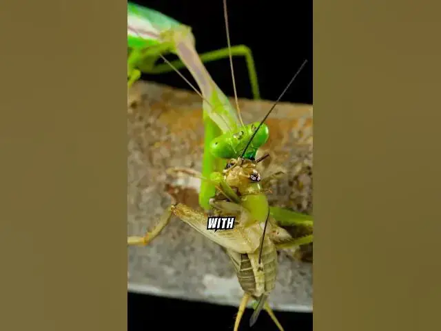 'Video thumbnail for What Makes Praying Mantises Nature' s Ultimate Assassins? #shorts #prayingmantis'