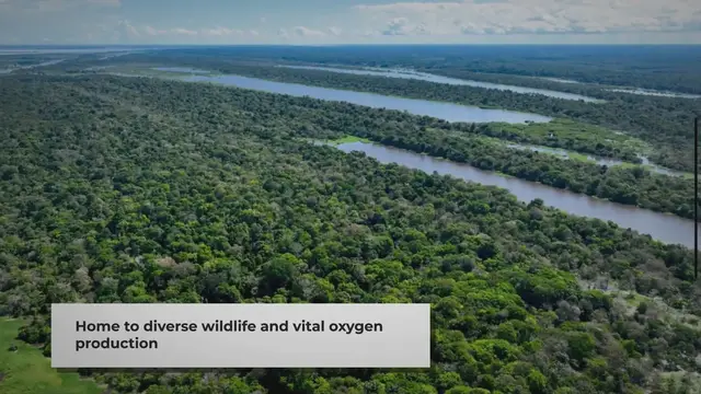 'Video thumbnail for Animals of the Amazon Rainforest: A Brief Introduction'