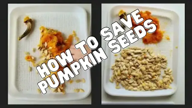 'Video thumbnail for How To Save Pumpkin Seeds - Sugar Pie Pumpkin Harvest'