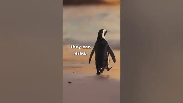 'Video thumbnail for The Secret Superpower of Penguins'