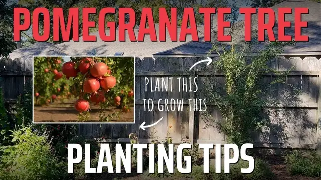 'Video thumbnail for How to Plant a Pomegranate Tree (5 Tips You Might Not Have Thought Of!)'