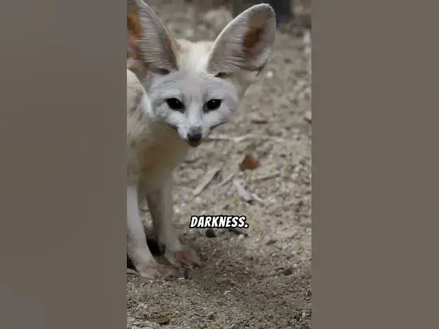 'Video thumbnail for How Do Fennec Foxes Survive in the Desert? #shorts #fennecfox'