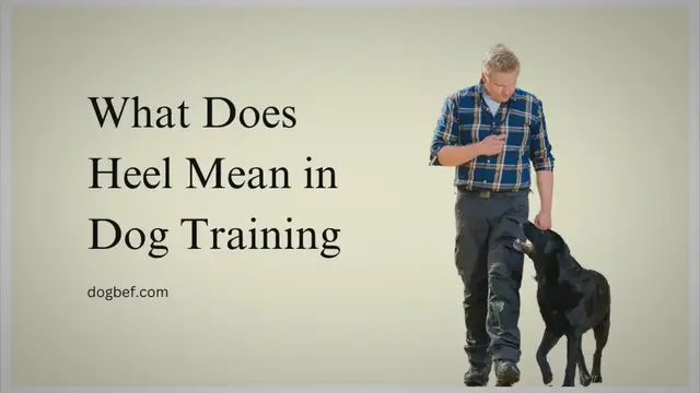 'Video thumbnail for What Does Heel Mean in Dog Training'