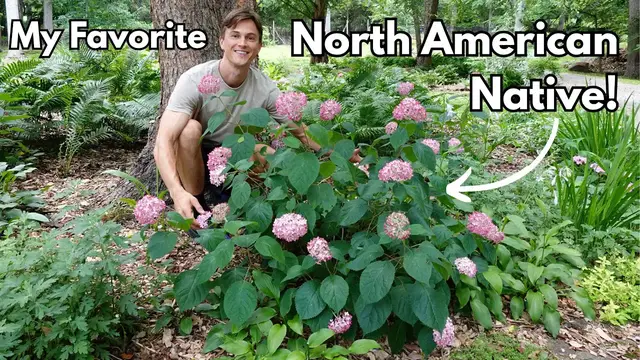 'Video thumbnail for Grow this NATIVE HYDRANGEA - Smooth Hydrangea arborescens'