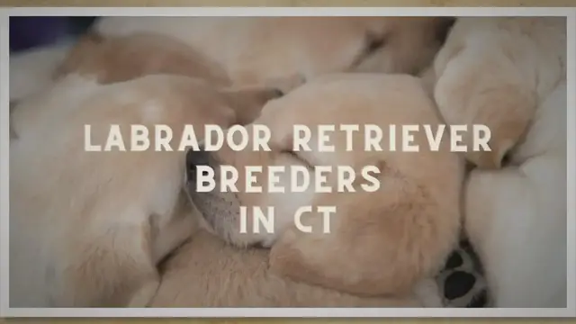'Video thumbnail for 14 Best Labrador Retriever Breeders CT In 2023 (Trusted)'