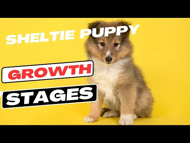 'Video thumbnail for Sheltie Puppy Growth Stage'