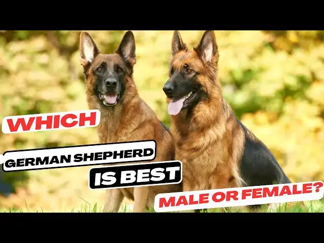 'Video thumbnail for Which German Shepherd is Best Male or Female?'