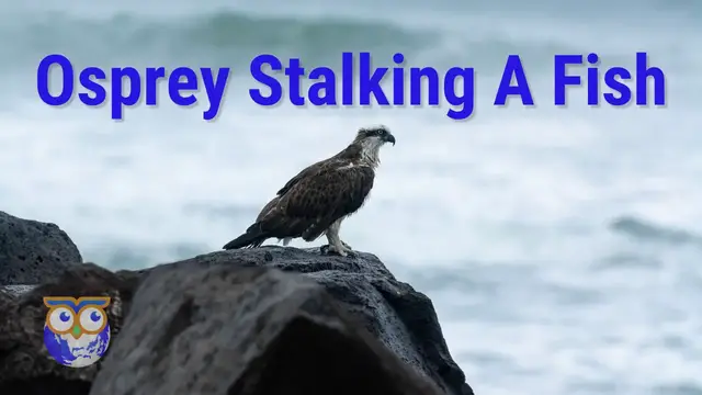 'Video thumbnail for Osprey Stalking Fish At South Wall Ballina New South Wales'