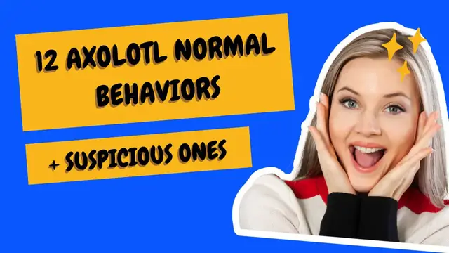'Video thumbnail for 12 Axolotl Normal Behaviors And Suspicious Ones'