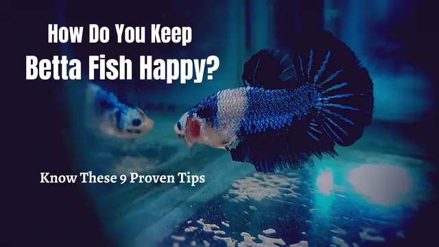 'Video thumbnail for How to Keep Betta Fish Happy: 9 Proven Tips'