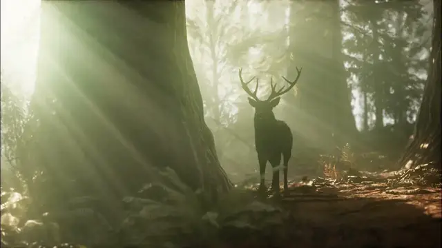 'Video thumbnail for beautiful forest in the world | Stunning Forests Views'