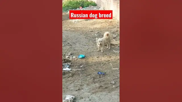 'Video thumbnail for Russian dog breed #dogs #barkingdog #cutedog'