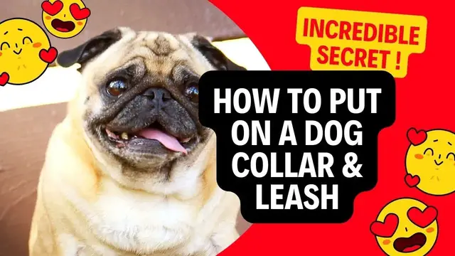 'Video thumbnail for How to put on a dog leash and attach it to a collar - A step-by-step guide !'