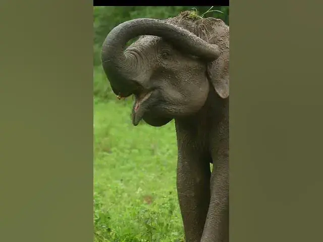 'Video thumbnail for Asian Elephant #shorts'