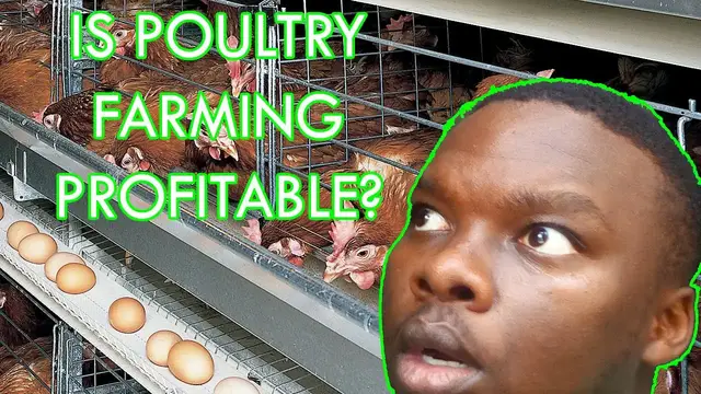 'Video thumbnail for Is KIENYEJI CHICKEN farming profitable?'