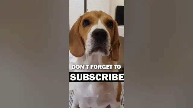 'Video thumbnail for 5 Toxic Things to Never Feed your Dog #shorts'