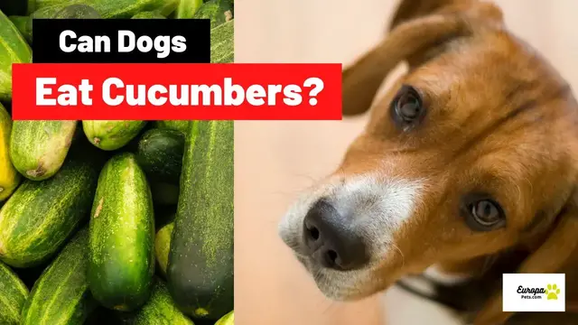 'Video thumbnail for Can Dogs Eat Cucumbers? All You Need to Know!'