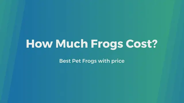 'Video thumbnail for Wondering How much frogs cost?'