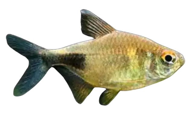 'Video thumbnail for Best Tetra fish species for freshwater aquarium'