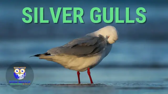 'Video thumbnail for Silver Gulls Preening And Resting'