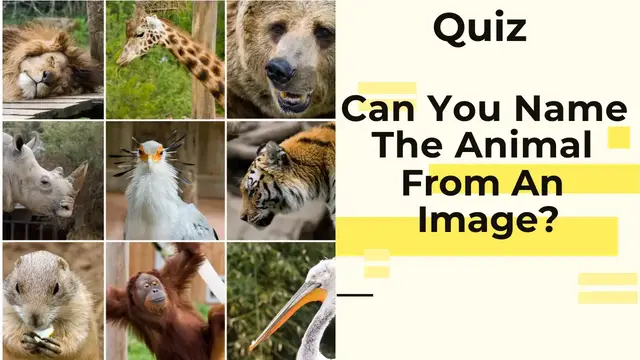 'Video thumbnail for Can You Name These Animals From a Picture?'