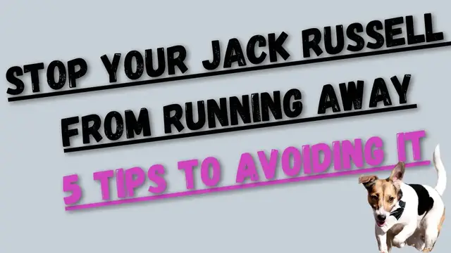 'Video thumbnail for Here is How To Stop A Jack Russell From Running Away'