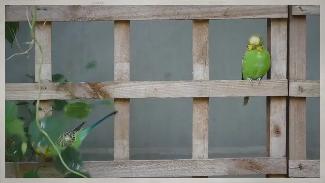 'Video thumbnail for Full Budgie Poop Chart 2022'