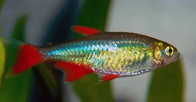 'Video thumbnail for Bloodfin Tetra: Aphyocharax anisitsi'