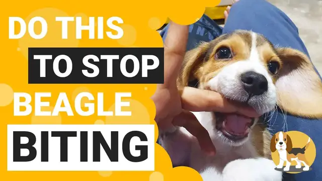 'Video thumbnail for How to Train your Beagle Puppy to Stop Biting'