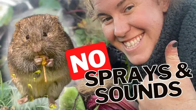 'Video thumbnail for How To Effectively Control Voles In The Garden. Why Sounds & Sprays Do Not Work On Voles.'