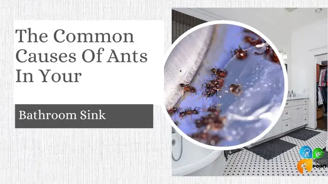 'Video thumbnail for Causes Of Ants In Your Bathroom Sink'