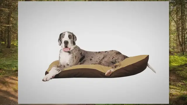 'Video thumbnail for Great Dane Behavior In Heat: What To Expect'