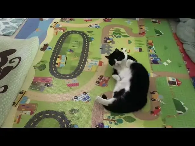 'Video thumbnail for Sheila comes to Florida for a visit! (Part 1) #catvideos #catshorts #catlovers #catrescue'