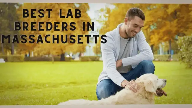 'Video thumbnail for 10 Best Lab Breeders In Massachusetts In 2023 (Trusted)'