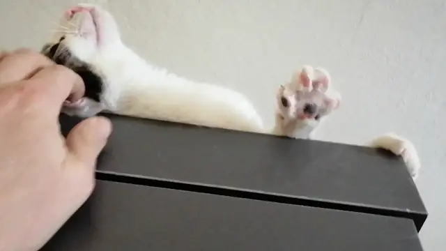 'Video thumbnail for Fatma the rescue cat'