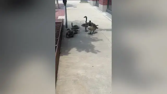 'Video thumbnail for Kindhearted Passerby Tries To Get Water For Geese Shading In 100-Degree Heat'