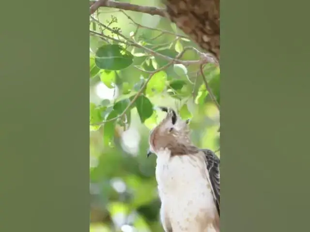 'Video thumbnail for Crested Hawk Eagle #eagles #shorts'