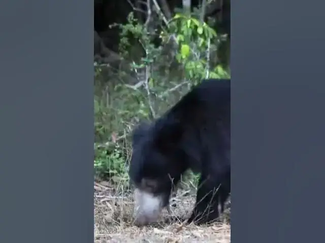 'Video thumbnail for Sloth Bear, Sri Lanka #shorts'