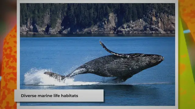 'Video thumbnail for Exploring the Atlantic Ocean: A Dive into its Diverse Marine Life'