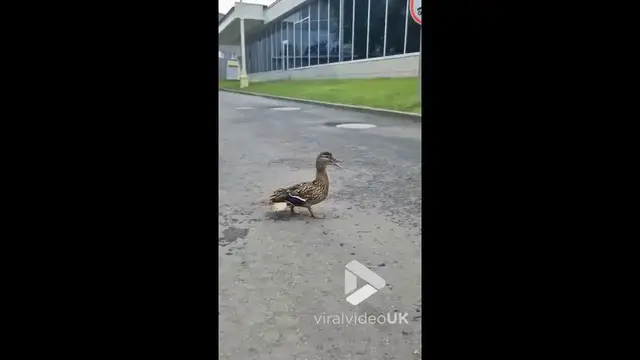 'Video thumbnail for VV4993 Little ducklings get rescued from drain'