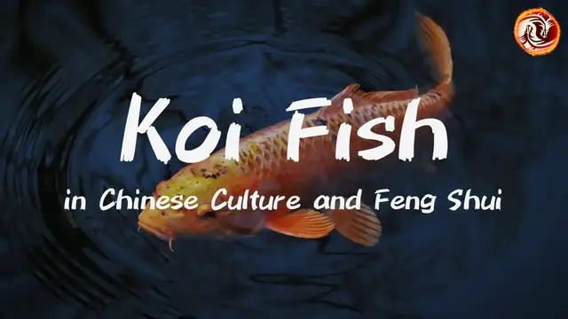 'Video thumbnail for Koi Fish in Chinese Culture and Feng Shui: Unlocking Prosperity and Peace'