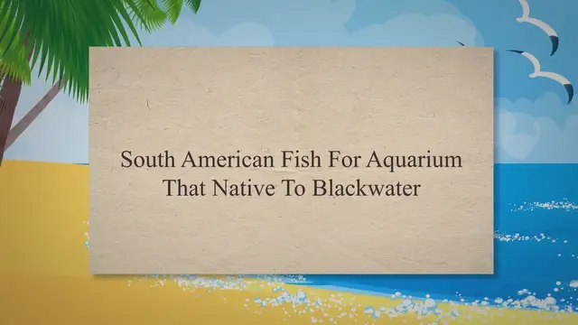 'Video thumbnail for South American Fish For Aquarium That Native To Blackwater'