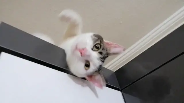 'Video thumbnail for Fatma the rescue cat'