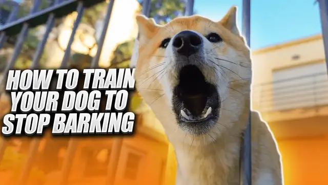 'Video thumbnail for How To Train Your Dog To Stop Barking | Best Ways To Stop Your Dog From Barking | Pets Guide'