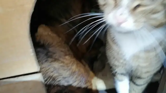 'Video thumbnail for A stray cat and a stray dog sharing the same kennel'