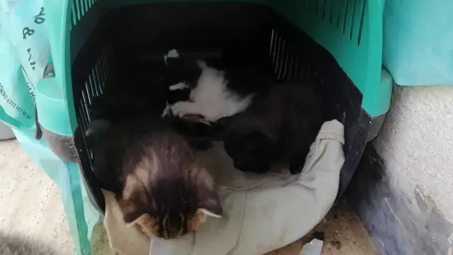 'Video thumbnail for Adorable cute kittens'
