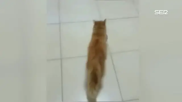 'Video thumbnail for Mamá gata lleva a su gatito enfermo al hospital en busca de ayuda humana'