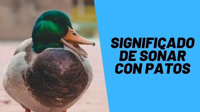 'Video thumbnail for Significado de Soñar con Patos'