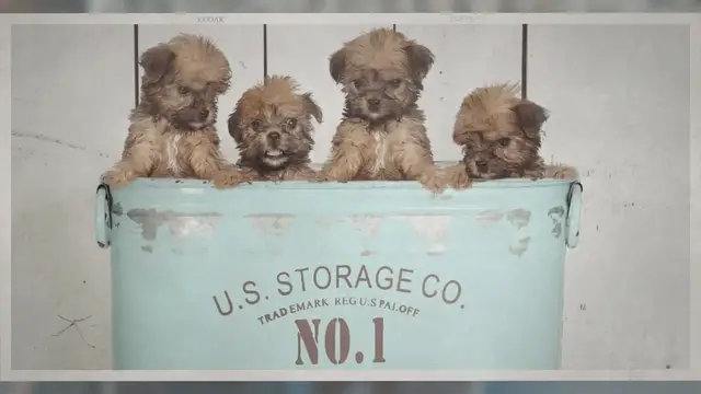 'Video thumbnail for Teacup Yorkie - Small Dog With a lot of Cuteness'
