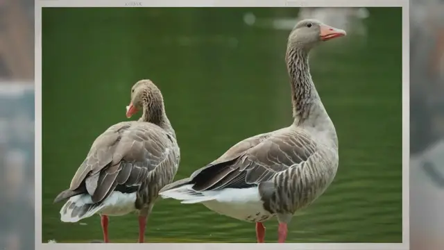 'Video thumbnail for What Is a Group of Geese Called?'